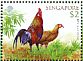 Red Junglefowl Gallus gallus