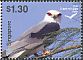Black-winged Kite Elanus caeruleus  2016 Birds of prey 