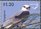 Black-winged Kite Elanus caeruleus