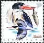 Black-capped Kingfisher Halcyon pileata  2017 Kingfishers 