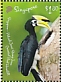 Oriental Pied Hornbill Anthracoceros albirostris