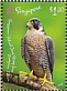 Peregrine Falcon Falco peregrinus