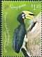 Oriental Pied Hornbill Anthracoceros albirostris