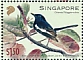 Oriental Magpie-Robin Copsychus saularis