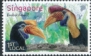 Knobbed Hornbill Rhyticeros cassidix