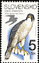 Peregrine Falcon Falco peregrinus