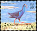 Australasian Swamphen Porphyrio melanotus