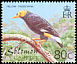 Long-tailed Myna Mino kreffti