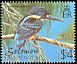 North Solomons Dwarf Kingfisher Ceyx meeki  2001 Birds definitives 