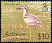 Beach Stone-curlew Esacus magnirostris  2001 Birds definitives 