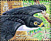 Pied Goshawk Accipiter albogularis  2005 BirdLife International Sheet