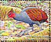 Melanesian Megapode Megapodius eremita