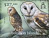 Western Barn Owl Tyto alba  2012 Owls  MS