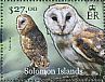 Western Barn Owl Tyto alba