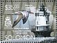 Royal Tern Thalasseus maximus  2014 Lighthouses  MS