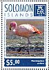 James's Flamingo Phoenicoparrus jamesi