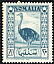 Somali Ostrich Struthio molybdophanes