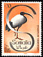 African Sacred Ibis Threskiornis aethiopicus