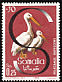 Pink-backed Pelican Pelecanus rufescens