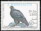 Verreaux's Eagle Aquila verreauxii