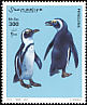 African Penguin Spheniscus demersus