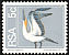 Cape Gannet Morus capensis