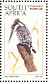 Pied Kingfisher  Ceryle rudis