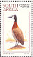 White-faced Whistling Duck  Dendrocygna viduata