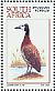 White-faced Whistling Duck  Dendrocygna viduata