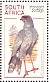 Pale Chanting Goshawk Melierax canorus