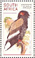 Bateleur Terathopius ecaudatus