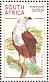 African Fish Eagle Icthyophaga vocifer