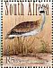 White-bellied Bustard Eupodotis senegalensis