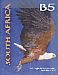 African Fish Eagle Haliaeetus vocifer