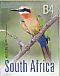 White-fronted Bee-eater Merops bullockoides