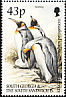 King Penguin Aptenodytes patagonicus