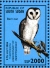 Western Barn Owl Tyto alba