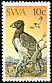 Martial Eagle Polemaetus bellicosus