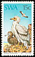 Egyptian Vulture Neophron percnopterus