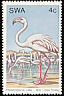 Greater Flamingo Phoenicopterus roseus