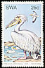 Great White Pelican Pelecanus onocrotalus