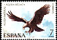 Spanish Imperial Eagle Aquila adalberti