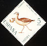 Cream-colored Courser Cursorius cursor  1971 Stamp day 