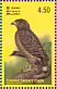 Crested Serpent Eagle  Spilornis cheela