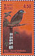 Blue-faced Malkoha Phaenicophaeus viridirostris  2003 Resident birds of Sri Lanka Sheet