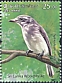 Sri Lanka Woodshrike Tephrodornis affinis