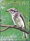 Sri Lanka Woodshrike Tephrodornis affinis  2021 Endemic birds of Sri Lanka  MS MS