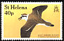 St. Helena Plover Anarhynchus sanctaehelenae