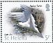 White Tern  Gygis alba