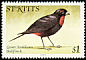 Lesser Antillean Bullfinch Loxigilla noctis  1981 Birds 